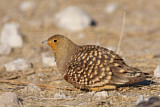 Image. Namaqua Sandgrouse