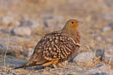 Image. Namaqua Sandgrouse