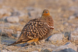 Image. Namaqua Sandgrouse