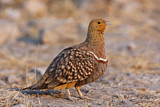 Image. Namaqua Sandgrouse