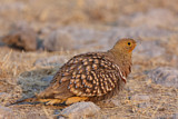 Image. Namaqua Sandgrouse