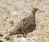 Image. Namaqua Sandgrouse