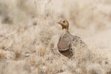 Image. Namaqua Sandgrouse