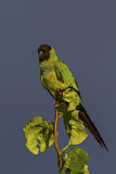 Image. Nandaysittich