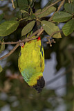 Image. Nandaysittich