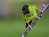 Image. Nandaysittich