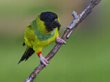 Image. Nandaysittich