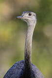 Image. Nandu