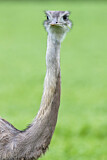 Image. Nandu