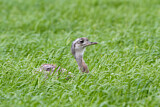 Image. Nandu