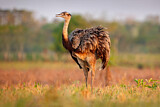 Image. Nandu