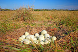 Image. Nandu