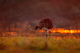 Image. Nandu