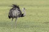 Image. Nandu
