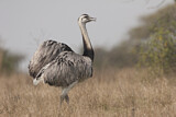 Image. Nandu
