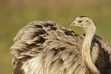 Image. Nandu