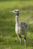 Image. Nandu
