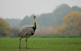 Image. Nandu