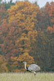 Image. Nandu