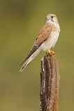 Image. Nankeen Kestrel