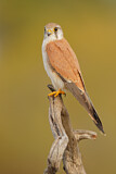 Image. Nankeen Kestrel