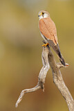 Image. Nankeen Kestrel
