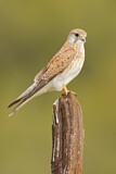 Image. Nankeen Kestrel