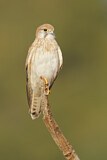 Image. Nankeen Kestrel
