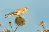 Image. Nankeen Kestrel