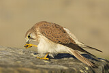 Image. Nankeen Kestrel