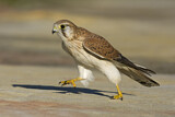 Image. Nankeen Kestrel