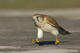 Image. Nankeen Kestrel