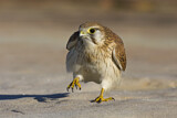Image. Nankeen Kestrel