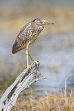 Image. Nankeen Night Heron