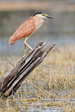 Image. Nankeen Night Heron