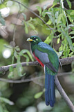 Image. Narinatrogon