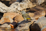 Image. Nashville Warbler