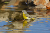 Image. Nashville Warbler