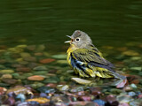 Image. Nashville Warbler