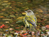 Image. Nashville Warbler