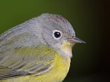 Image. Nashville Warbler