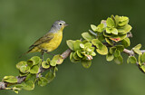 Image. Nashville Warbler