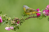 Image. Nashville Warbler