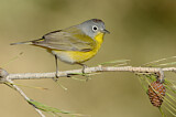 Image. Nashville Warbler
