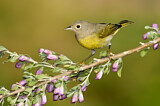 Image. Nashville Warbler