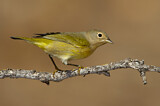 Image. Nashville Warbler