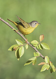 Image. Nashville Warbler