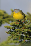 Image. Nashville Warbler
