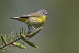 Image. Nashville Warbler