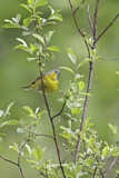 Image. Nashville Warbler